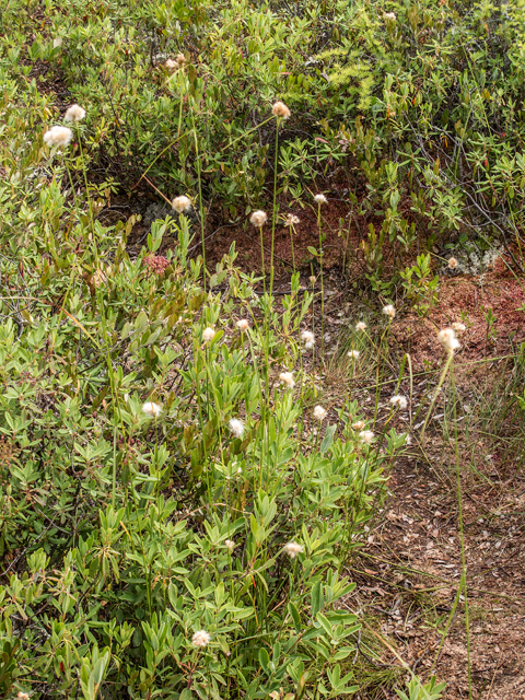 Eriophorum virginicum (Tawny cottongrass) #59384