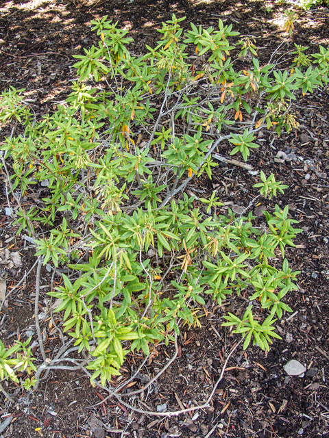 Ledum groenlandicum (Bog labrador tea) #59396