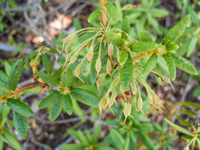 Ledum groenlandicum (Bog labrador tea) #59397