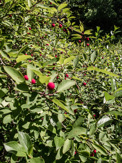 Ilex mucronata (Catberry) #59409
