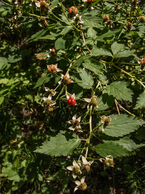 Rubus pubescens (Dwarf red blackberry) #59418
