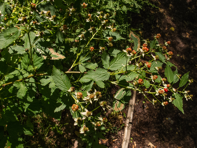 Rubus pubescens (Dwarf red blackberry) #59419