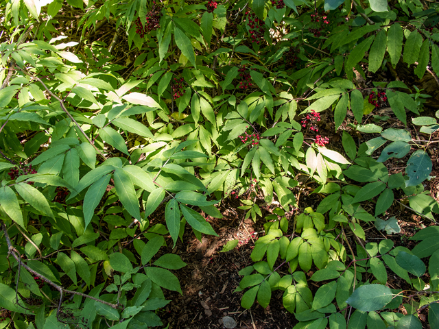 Sambucus racemosa (Red elderberry) #59429