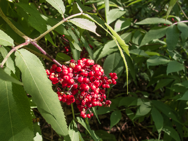 Sambucus racemosa (Red elderberry) #59431