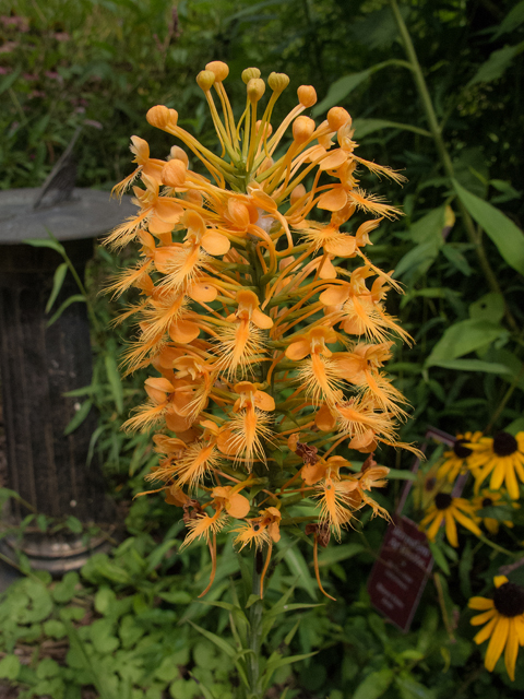 Platanthera ciliaris (Orange fringed orchid) #59451