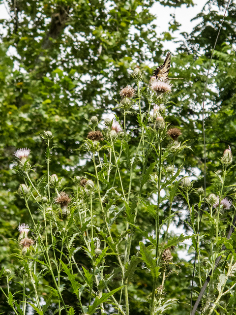 Cirsium discolor (Field thistle) #59452