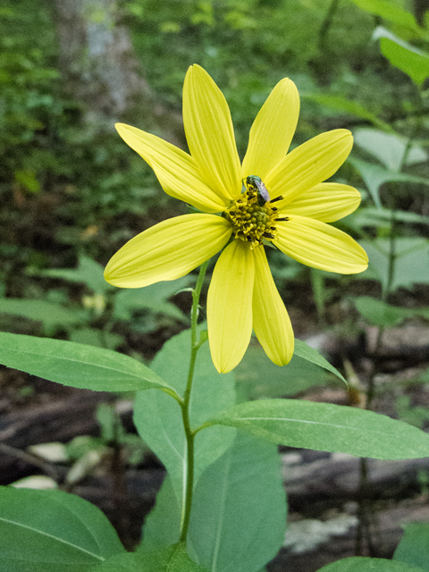 Helianthus decapetalus (Thinleaf sunflower) #59454
