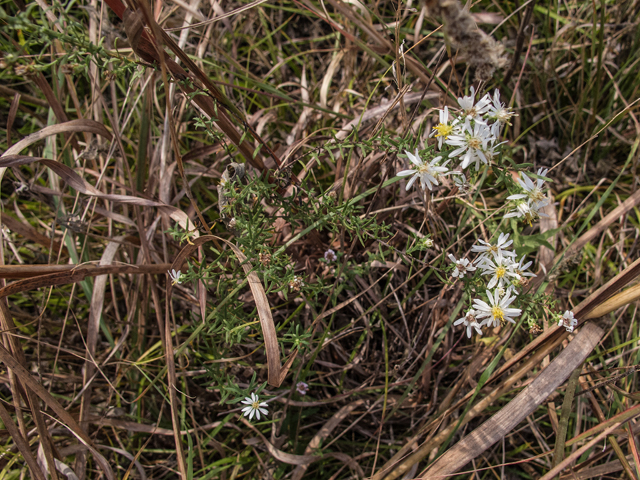 Symphyotrichum ericoides (White heath aster) #59483