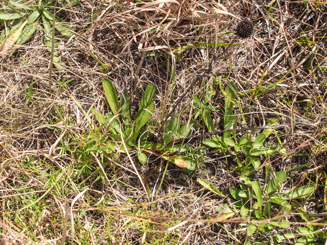 Rudbeckia missouriensis (Missouri coneflower) #59484