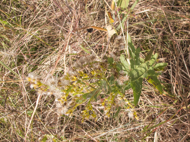 Solidago altissima (Tall goldenrod) #59499