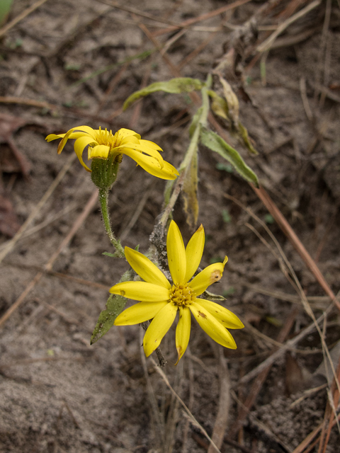 Heterotheca subaxillaris (Camphorweed) #59519