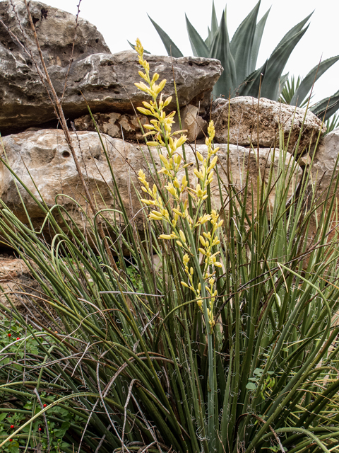 Hesperaloe parviflora (Red yucca) #59559