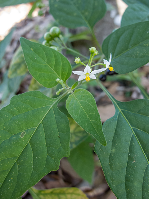 Solanum americanum (American black nightshade) #66334