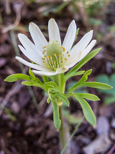 Anemone berlandieri (Tenpetal anemone) #66343