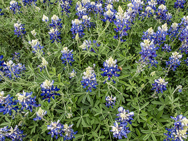 Lupinus texensis (Texas bluebonnet) #66360