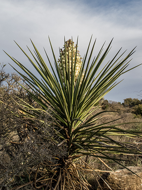 Yucca torreyi (Torrey yucca) #66364