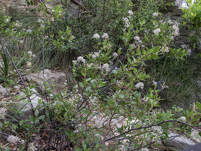 Ceanothus herbaceus (Prairie redroot) #66383