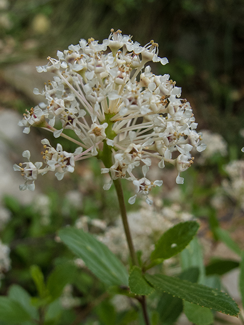 Ceanothus herbaceus (Prairie redroot) #66386