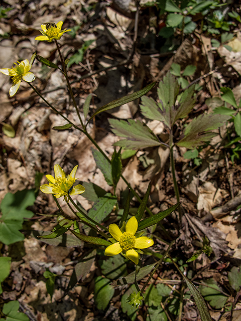 Ranunculus hispidus var. nitidus (Bristly buttercup) #66397