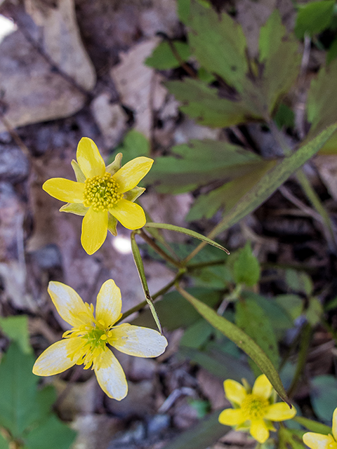 Ranunculus hispidus var. nitidus (Bristly buttercup) #66398