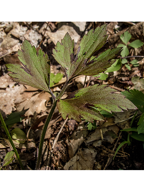 Ranunculus hispidus var. nitidus (Bristly buttercup) #66399