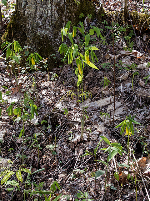 Uvularia grandiflora (Largeflower bellwort) #66406