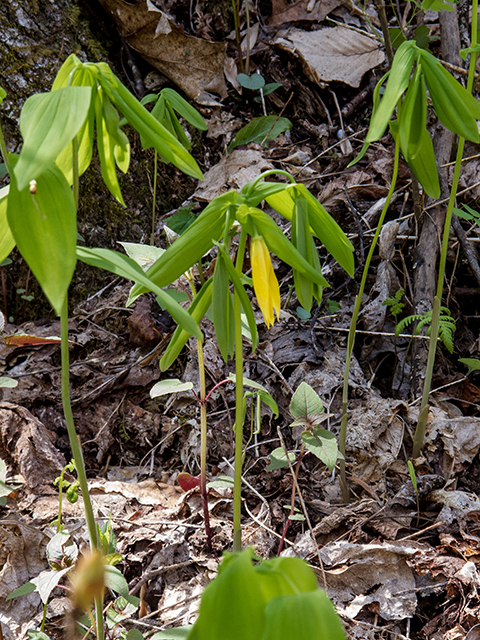 Uvularia grandiflora (Largeflower bellwort) #66407