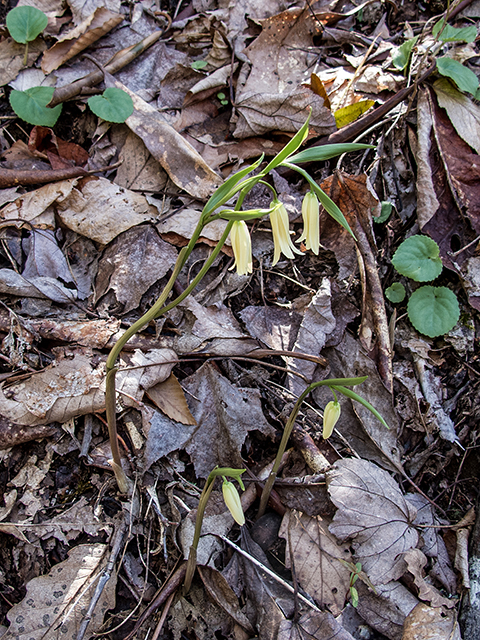 Uvularia perfoliata (Perfoliate bellwort) #66411