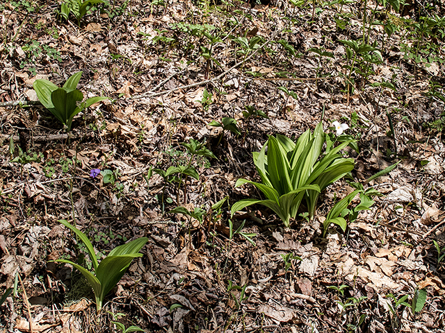 Veratrum parviflorum (Appalachian bunchflower) #66417