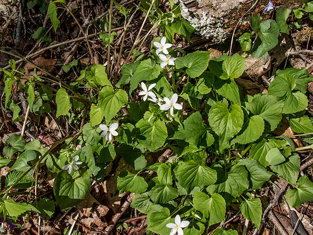 Viola canadensis (Canadian white violet) #66430