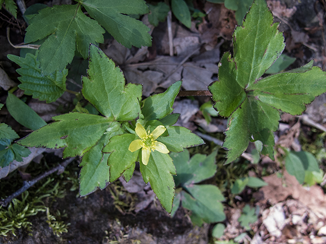 Ranunculus hispidus var. nitidus (Bristly buttercup) #66454