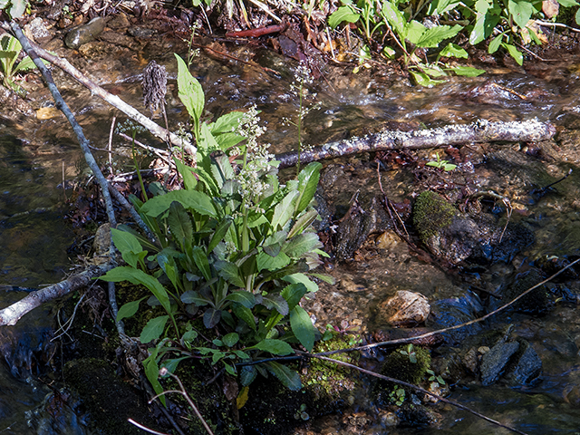 Saxifraga micranthidifolia (Lettuceleaf saxifrage) #66463