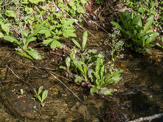 Saxifraga micranthidifolia (Lettuceleaf saxifrage) #66464