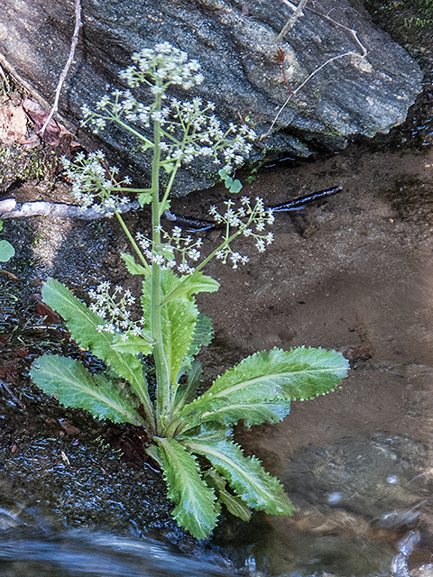 Saxifraga micranthidifolia (Lettuceleaf saxifrage) #66465
