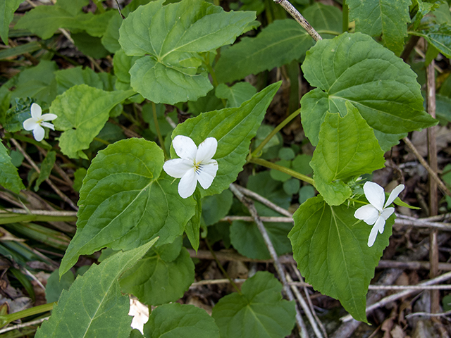 Viola canadensis (Canadian white violet) #66466