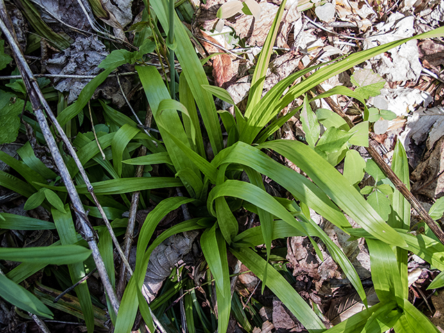 Carex plantaginea (Plantainleaf sedge) #66468