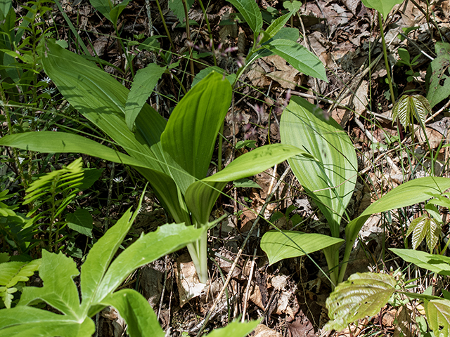 Veratrum parviflorum (Appalachian bunchflower) #66475