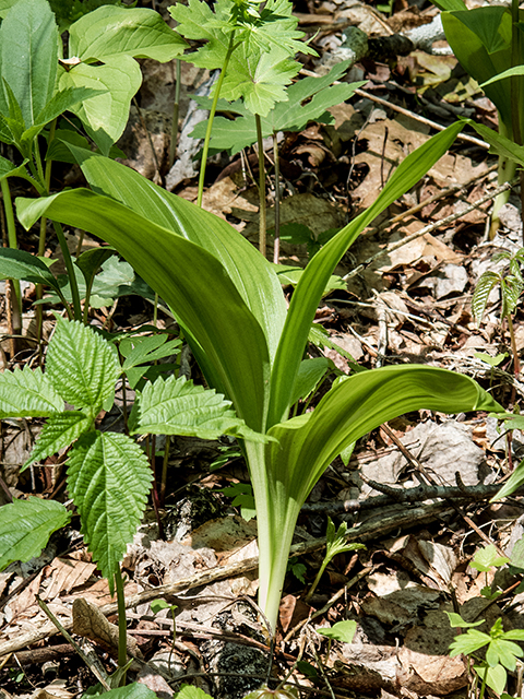 Veratrum parviflorum (Appalachian bunchflower) #66477