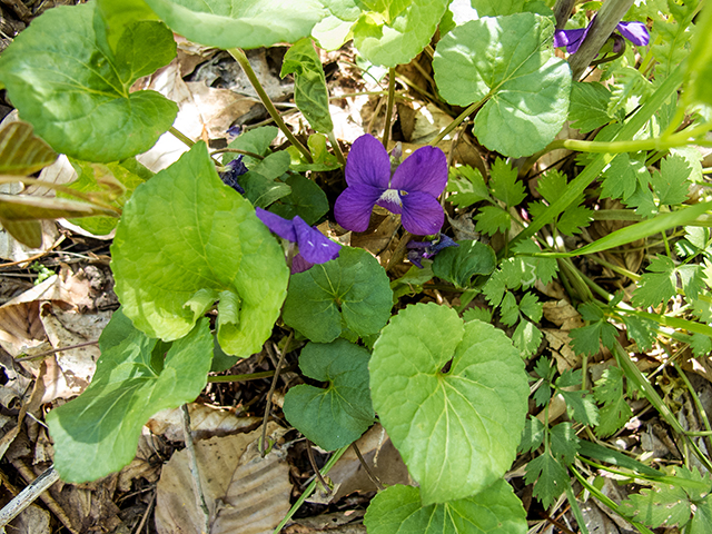 Viola sororia (Missouri violet) #66492