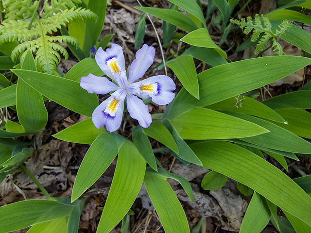 Iris cristata (Dwarf crested iris) #66493