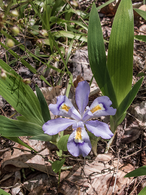 Iris cristata (Dwarf crested iris) #66494