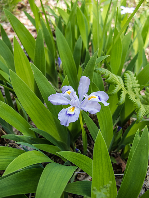 Iris cristata (Dwarf crested iris) #66495