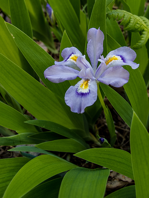 Iris cristata (Dwarf crested iris) #66496