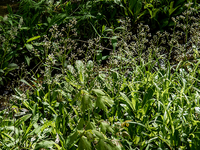 Saxifraga micranthidifolia (Lettuceleaf saxifrage) #66509