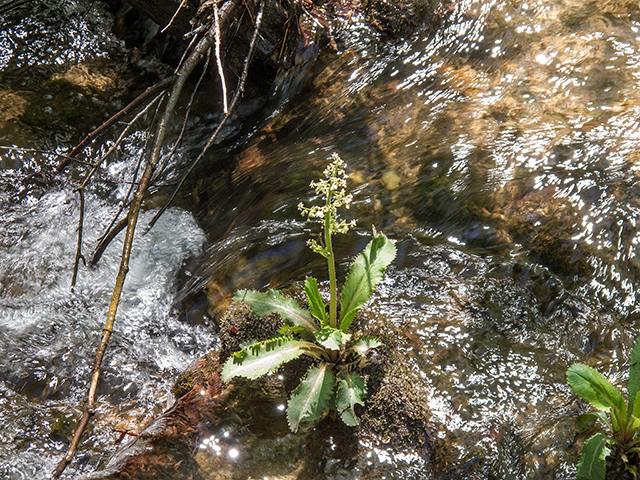 Saxifraga micranthidifolia (Lettuceleaf saxifrage) #66510