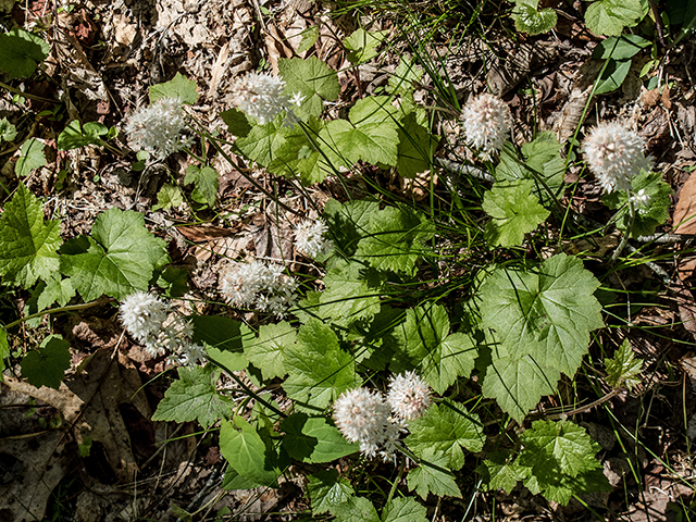 Tiarella cordifolia var. collina (Heartleaf foamflower) #66512