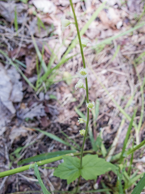 Mitella diphylla (Twoleaf miterwort) #66514