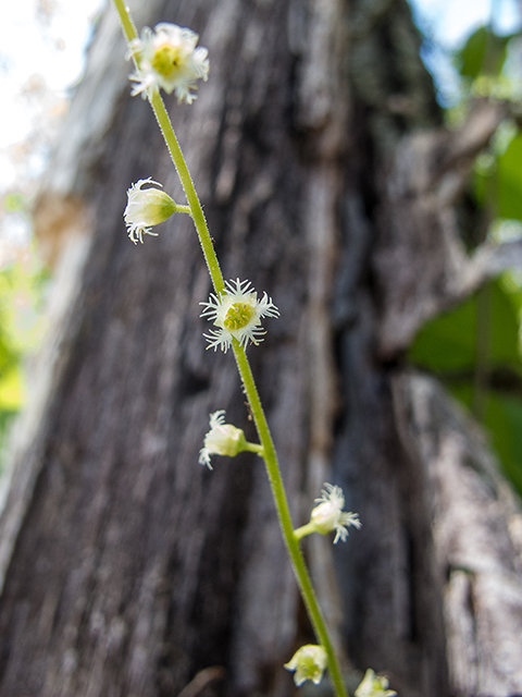 Mitella diphylla (Twoleaf miterwort) #66515