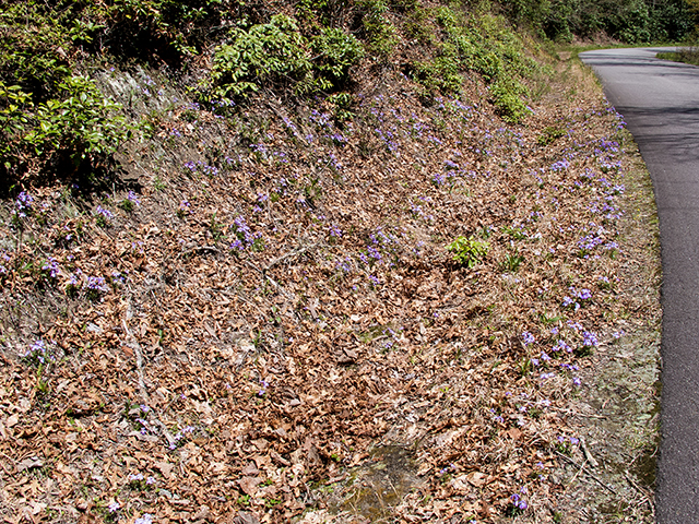 Viola pedata (Birdfoot violet) #66516
