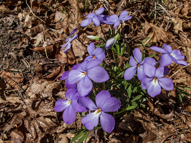 Viola pedata (Birdfoot violet) #66517
